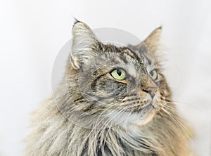 Norwegian forests cat