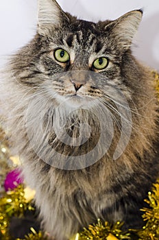 Norwegian forests cat