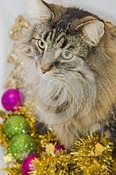 Norwegian forests cat