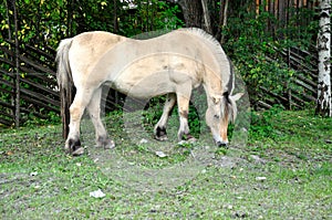 Norwegian horse