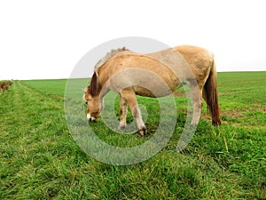 Norwegian horse mare