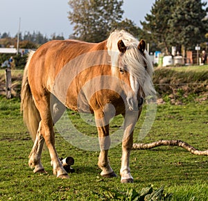 Norwegian horse in the meadow