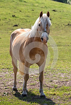 Norwegian horse in the pasture