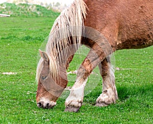 Norwegian horse in the pasture