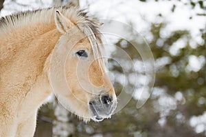 Horse in Norway