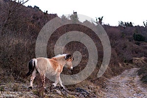 Norwegian horses known as fjord horses are seen in the wild in among mountains running free and eating in group in pristine