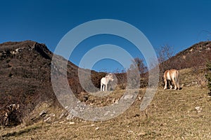 Norwegian horses known as fjord horses are seen in the wild in among mountains running free and eating in group in pristine