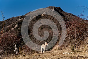 Norwegian horses known as fjord horses are seen in the wild in among mountains running free and eating in group in pristine