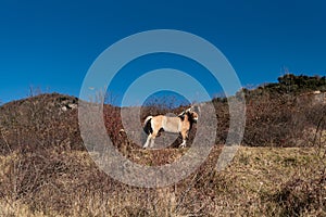 Norwegian horses known as fjord horses are seen in the wild in among mountains running free and eating in group in pristine