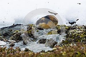 Norwegian lemming