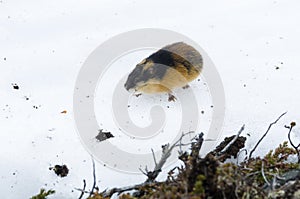 Norwegian lemming on snow