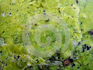 Norwegian lizardite sample - close up