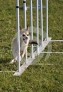 Norwegian Lundehund weave poles at agility trial photo