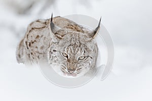 Norwegian lynx in deep snow