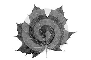 Norwegian maple leaf in black and white on white background