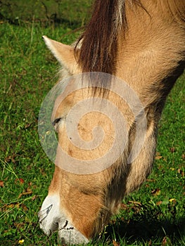 Norwegian mare grazing