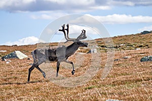 Norwegian reindeer bull (Rangifer tarandus tarandus) running on the mountaintop of Norefjell