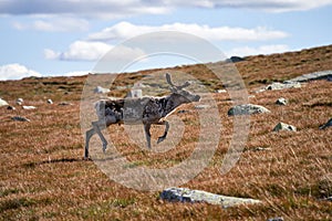 Norwegian reindeer calf (Rangifer tarandus tarandus) running on the mountaintop of Norefjell