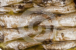 Norwegian sardines in can