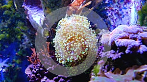 Norwegian sea anemone, latin Actiniaria, with colorful coral reef fish in an zoological garden