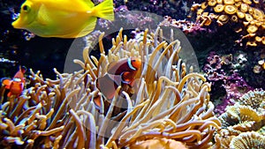 Norwegian sea anemone with Orange clownfish in an zoological garden coral reef marine aquarium
