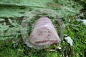 Norwegian Thulite sitting on green moss