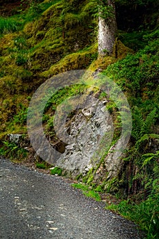 Norwegian troll mysterious forest