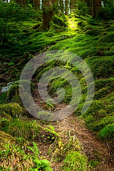 Norwegian troll mysterious forest pathway