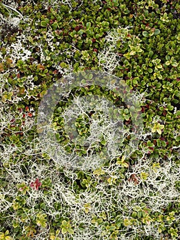 Norwegian tundra surface