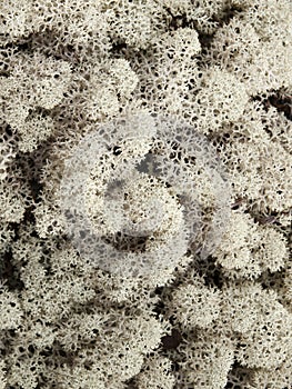 Norwegian tundra surface