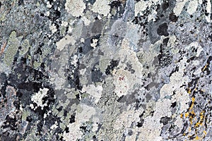 Tundra surface texture
