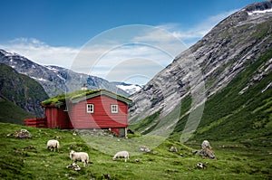 Norwegian typical grass roof wooden house in a sunny scandinavian panorama