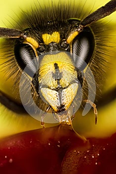 Norwegian Wasp, Eusocial Wasp, Wasp, Dolichovespula norwegica