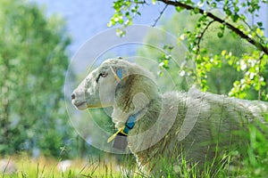 Norwegian white sheep