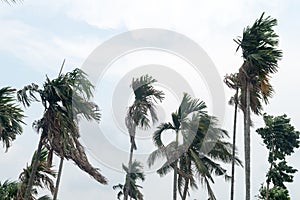 Norwesters or the Kalbaishakhi Wind blowing through Palm trees. Windy day weather just before rain in early monsoon season.