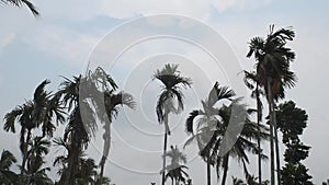 Norwesters or the Kalbaishakhi Wind blowing through Palm trees. Windy day weather just before rain in early monsoon season.