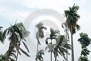 Norwesters or the Kalbaishakhi Wind blowing through Palm trees. Windy day weather just before rain in early monsoon season.