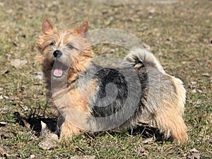 Norwich Terrier photo