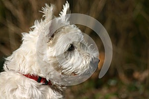 Norwich terrier photo
