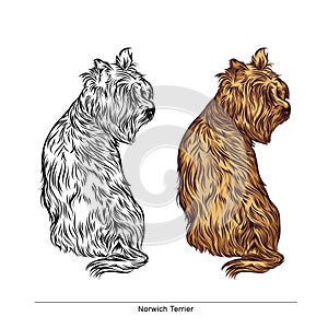 Norwich Terrier Breed Dog - Vector Stock illustration