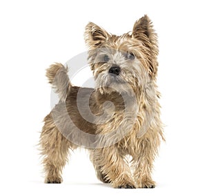 Norwich Terrier in front of white background