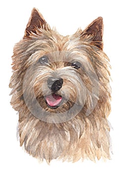 Water colour painting, Norwich Terrier 023 photo