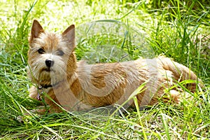 Norwich Terrier puppy in the green grass