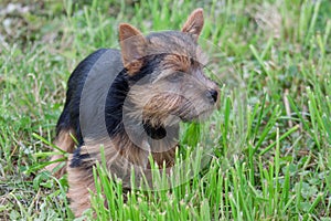 Norwich terrier puppy is standing in a green grass. Close up.