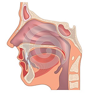 Nose anatomy photo