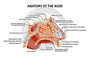 Nose Anatomy Flat Diagram