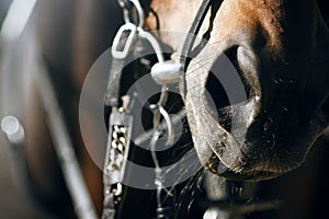 Nose of Bay horse, which is wearing a snaffle and noseband