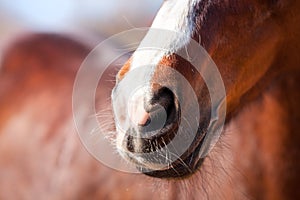 Nose Bay horse with a white mark close-up.