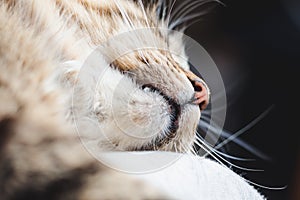 The nose of a beautiful fluffy cat with light wool close-up