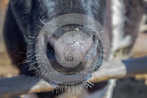 The nose of a black cow close-up. The cow`s nose glistens in the sunlight. Big nose of a bull with a white mustache.